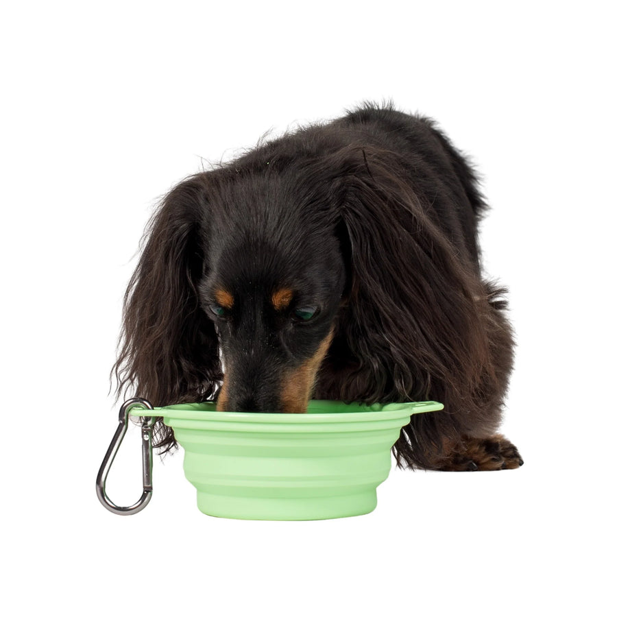 Collapsible Dog Water/Food Bowl - Lime